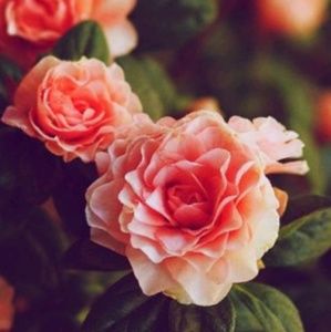 Meet your Posher, Rayonna